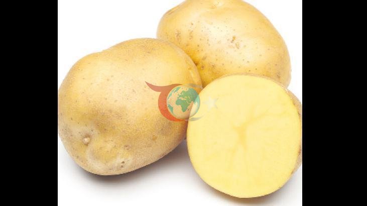 Avrupa'da Patates Üretiminde Rekor Hasat Şaşkınlığı