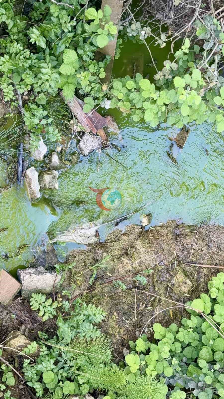 Arnavutköy&rsquo;de dereden akan yeşil su mahalleliyi tedirgin etti