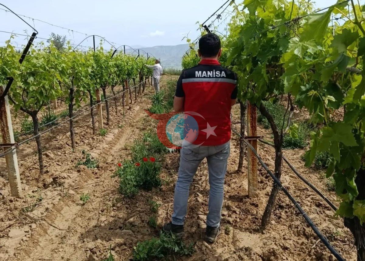 Manisa'da Üzüm Bağlarında Pestisit Denetimi Başladı