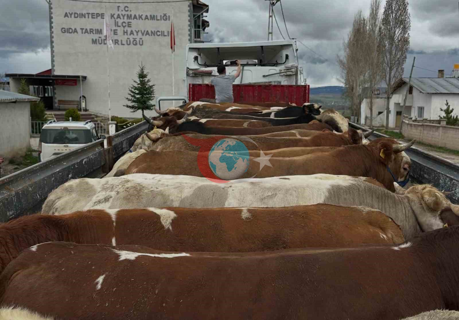 Aydıntepe’de Kurban Bayramı öncesi hayvan nakilleri denetleniyor