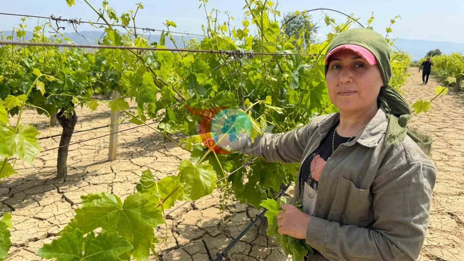 Asma yaprağında hasat başladı