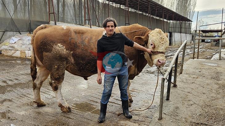 Rekor Fiyata Satılan Devasa Kurbanlık Boğa: Bahri