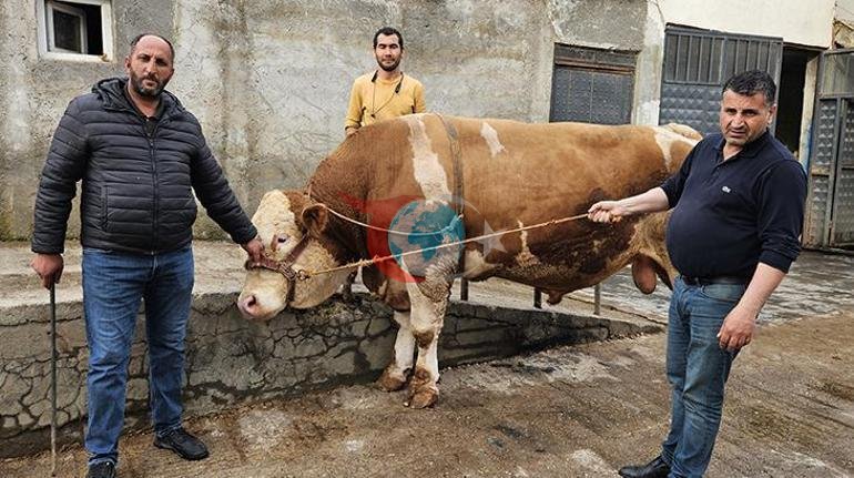 1 ton 190 kilogramlık kurbanlık boğa yarım milyon liraya satıldı