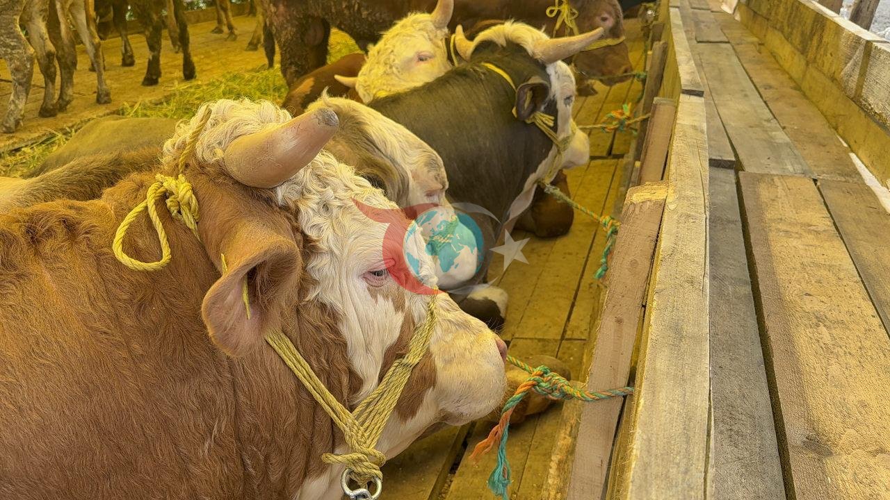İstanbul'da kurban pazarları kuruldu: Fiyatlar belli oldu