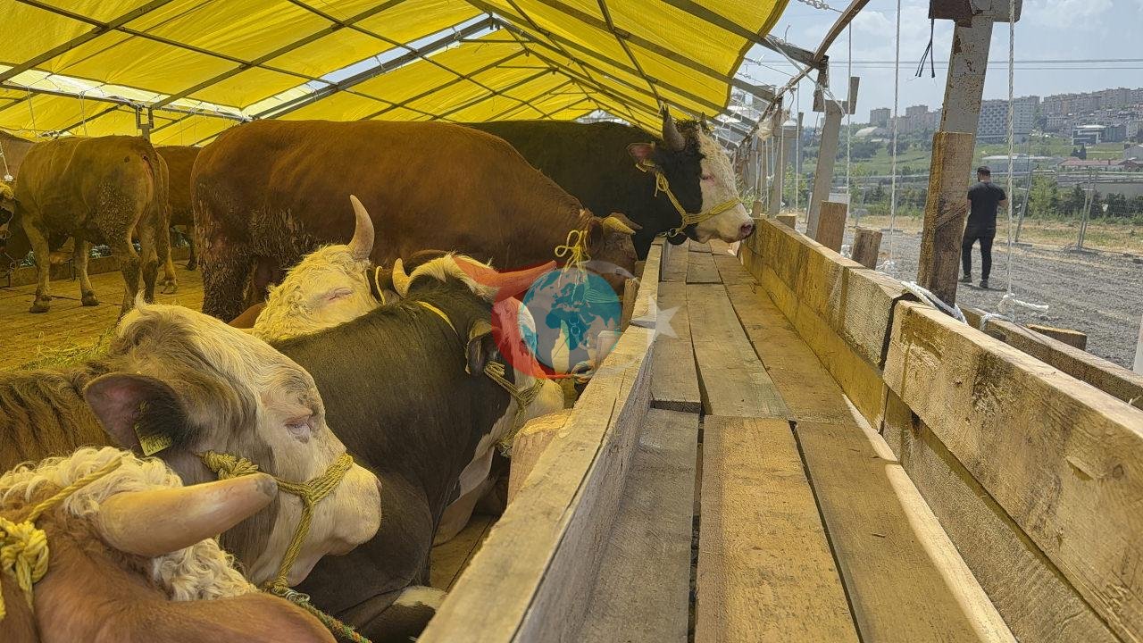 İstanbul'da kurban pazarları kuruldu: Fiyatlar belli oldu