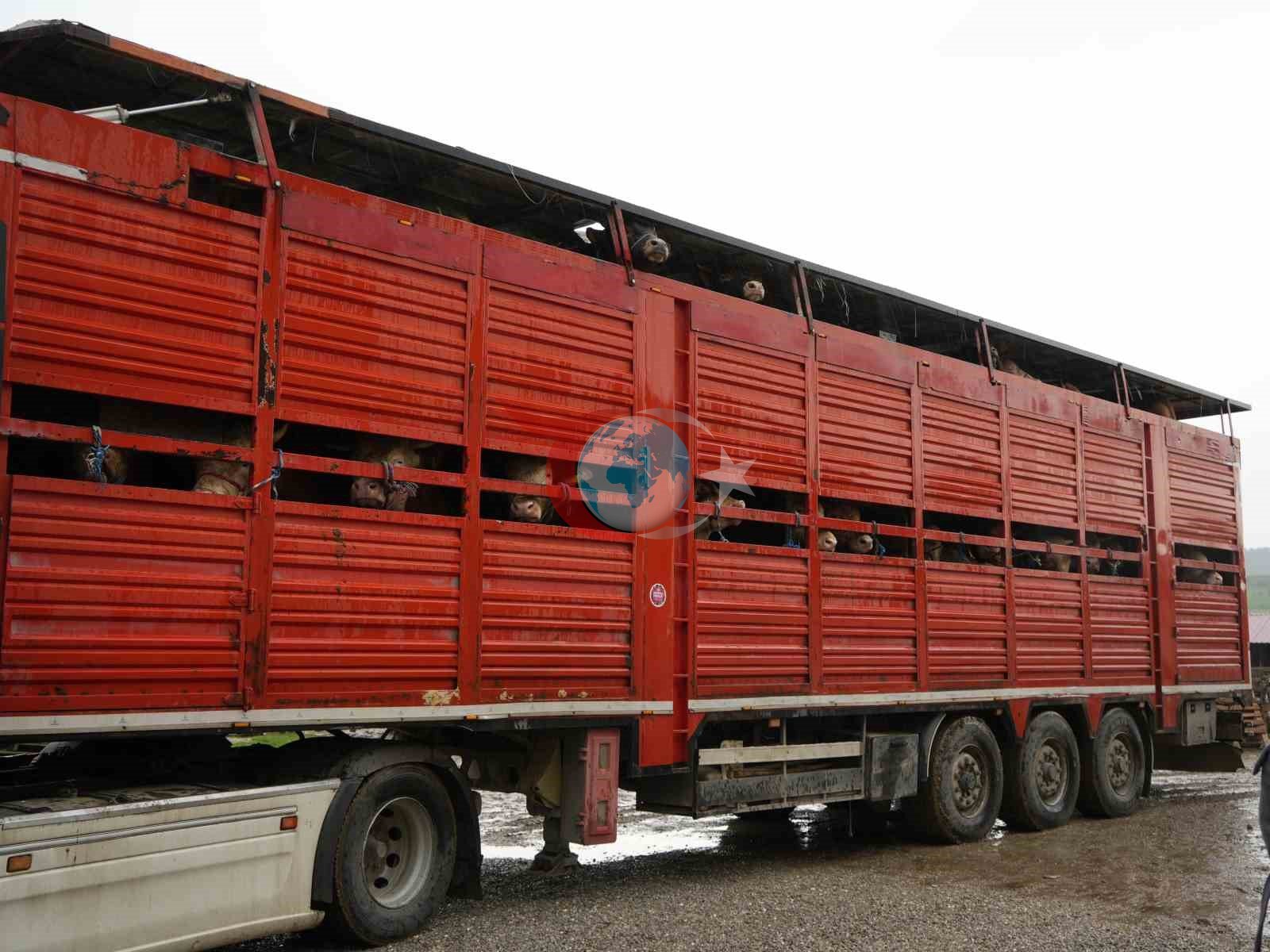 Kastamonu&rsquo;dan İstanbul&rsquo;a kurbanlık hayvan sevkiyatları başladı