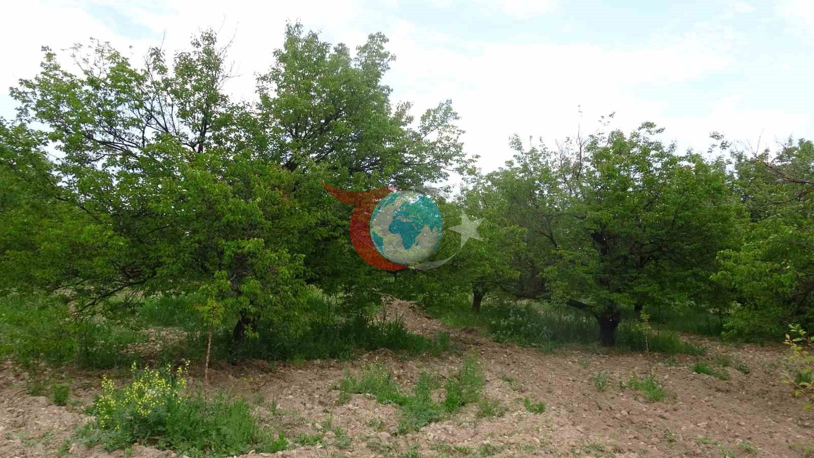Zirai don ve iklim şartları kayısıda verim beklentisini düşürdü
