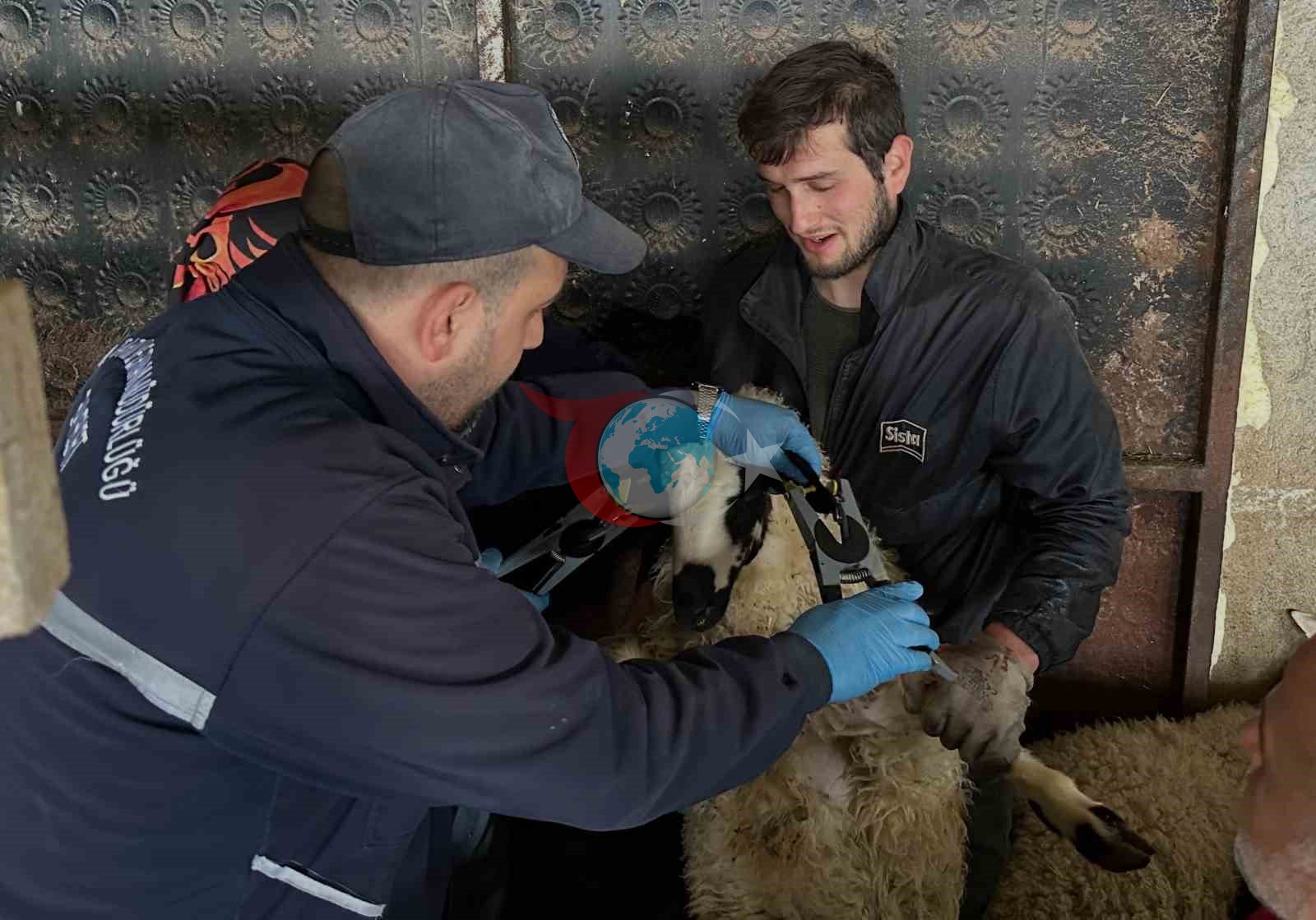Aydıntepe'de Küçükbaş Hayvanlar Aşılanarak Kayıt Altına Alınıyor