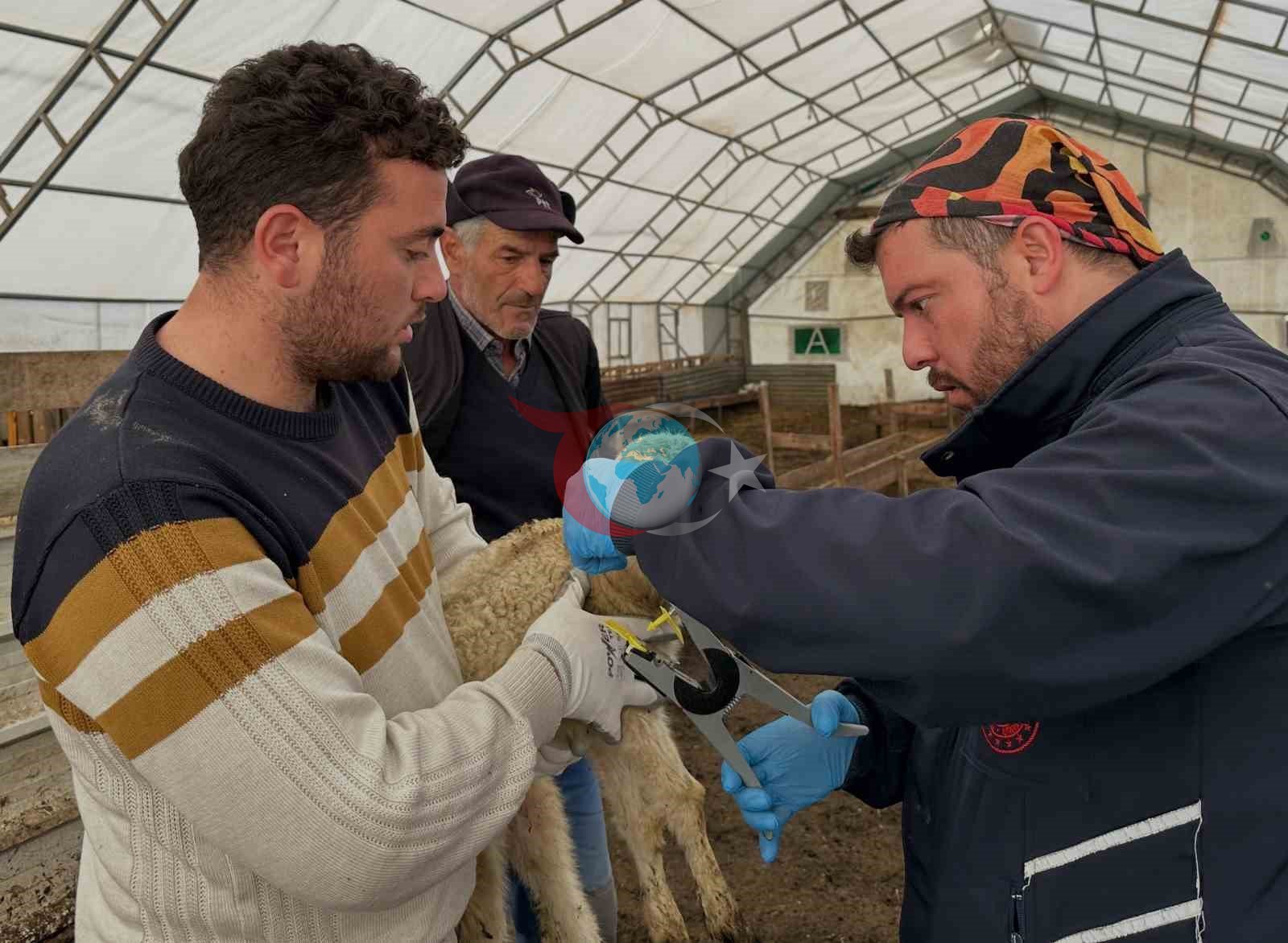 Aydıntepe&rsquo;de küçükbaş hayvanlar aşılanıp kayıt altına alınıyor