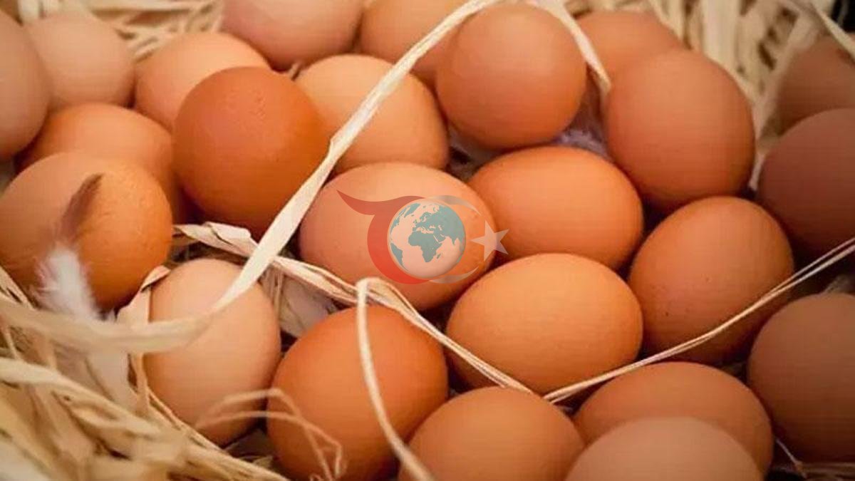 Türkiye'de Mart Ayı Tavuk Eti ve Yumurta Üretiminde Artış