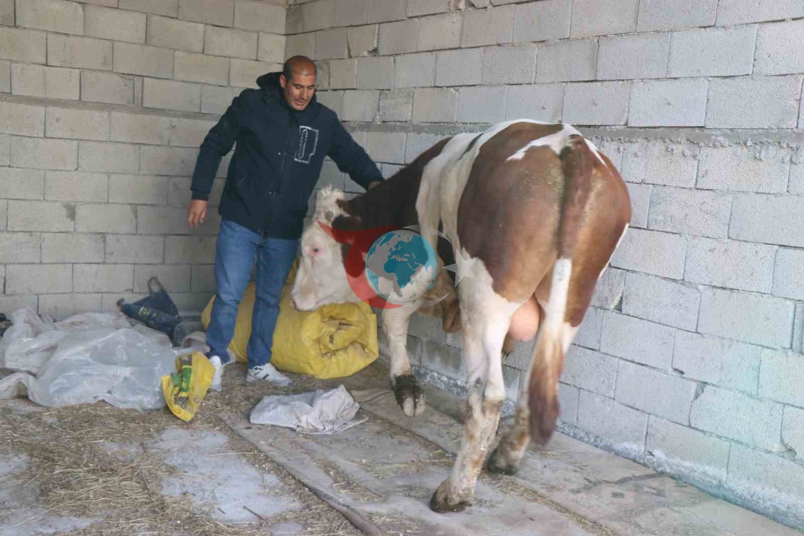 Diyadin'de Besicilik Hayvancılıkta Yeni Umutlar Yeşertiyor