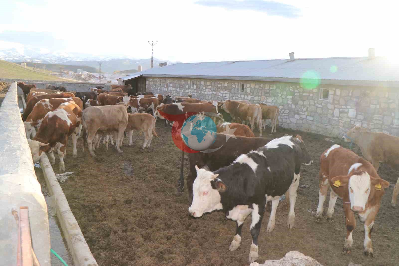 Diyadin’de besicilik geçim kapısı oldu