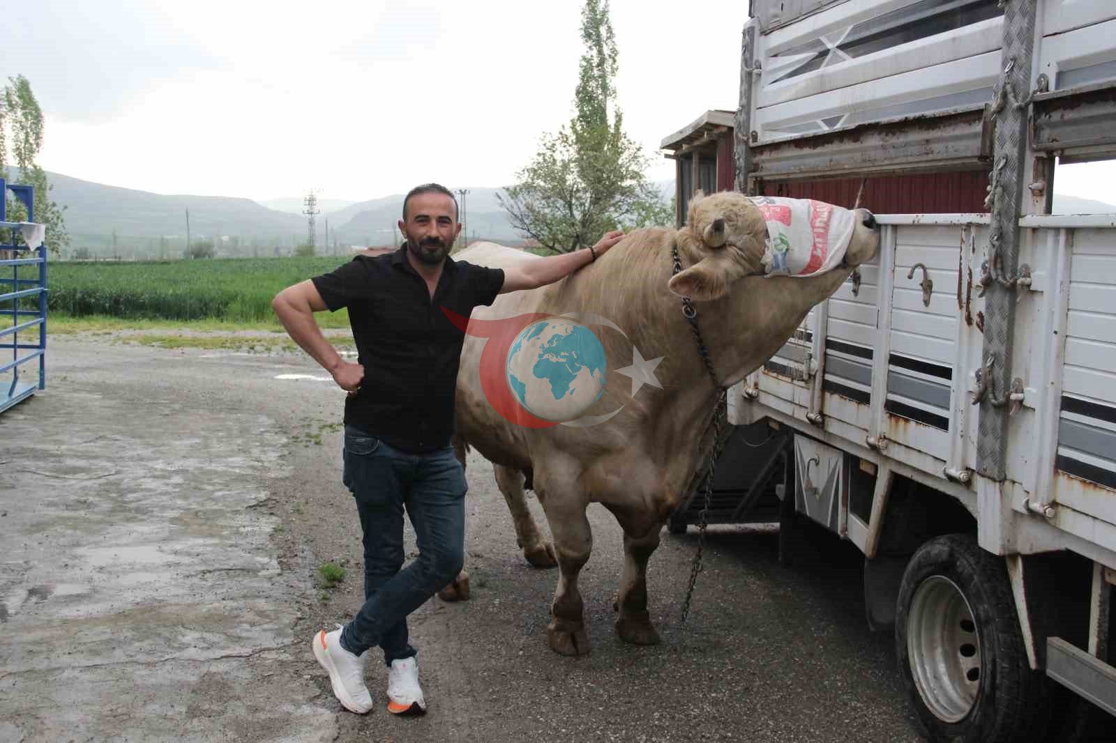 Çorum'da Dev Kurbanlık Tosun 650 Bin TL'ye Alıcı Arıyor