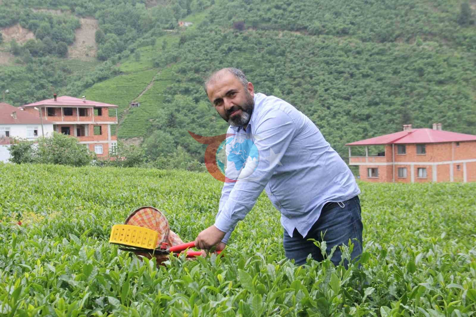 Çay Üreticileri Yaş Çay Fiyat Artışıyla Kuru Çaya Zam Bekliyor