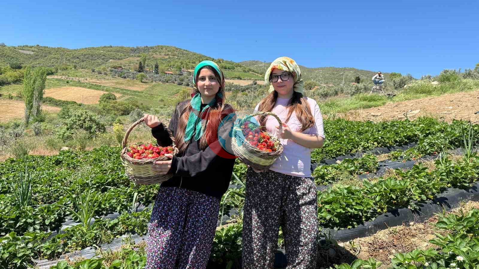 Gönüllü Gençler Salihli'de Çilek Hasadıyla Toprağı Hissetti