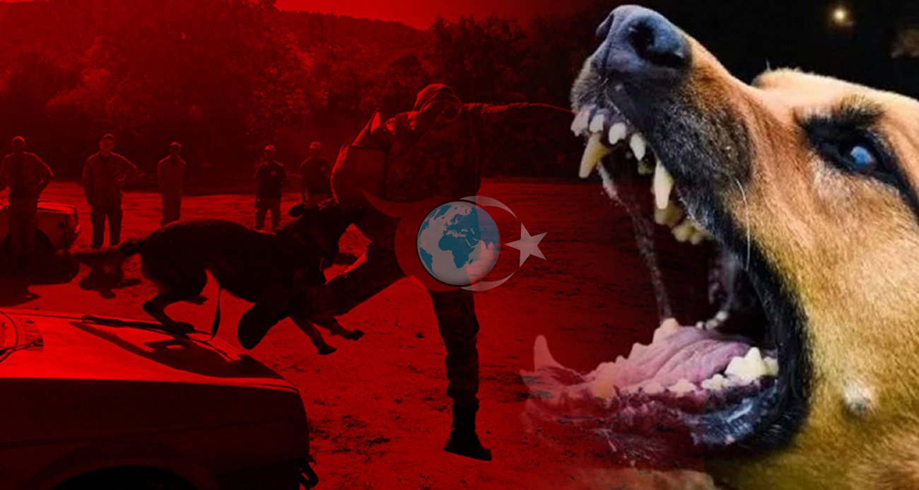 Romanya'da Sokak Köpeklerinin İtlafı Tartışma Yarattı