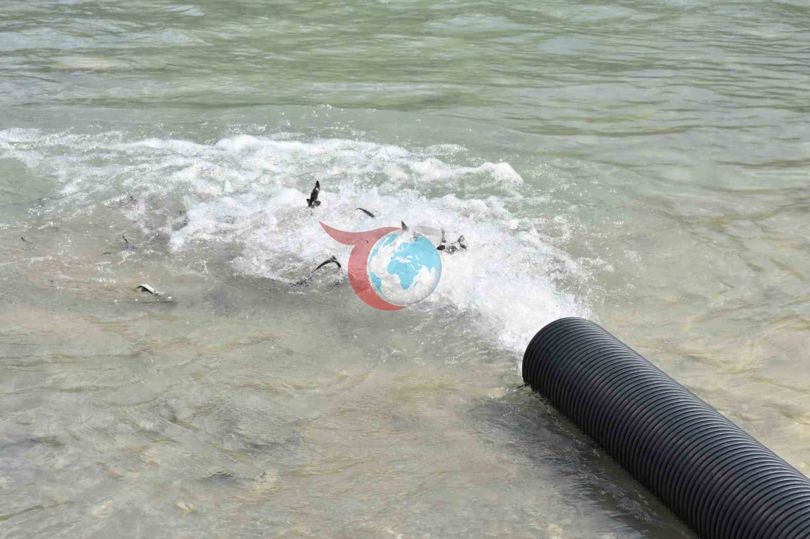 Sinop'ta Deniz Ekosistemine 2 Bin Mersin Balığı Katkısı