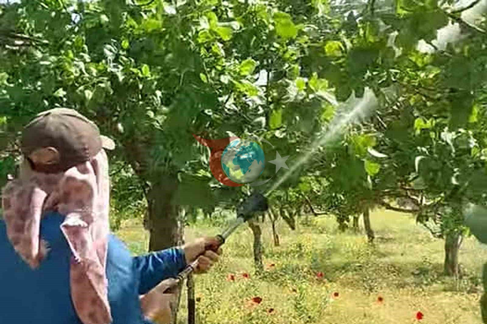 Araban'da Antepfıstığı Üreticileri Zararlılarla Mücadelede