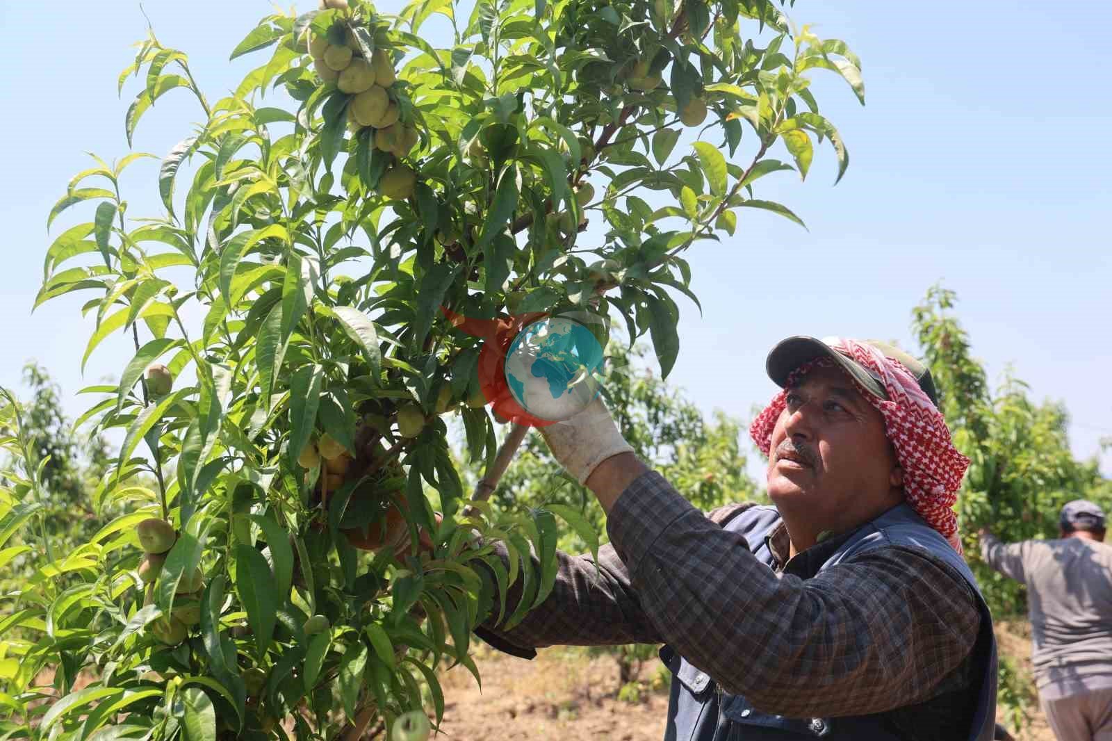 Mesaileri başlayan tarım işçileri, Amik Ovası’nda bin 100 TL yevmiye alacak