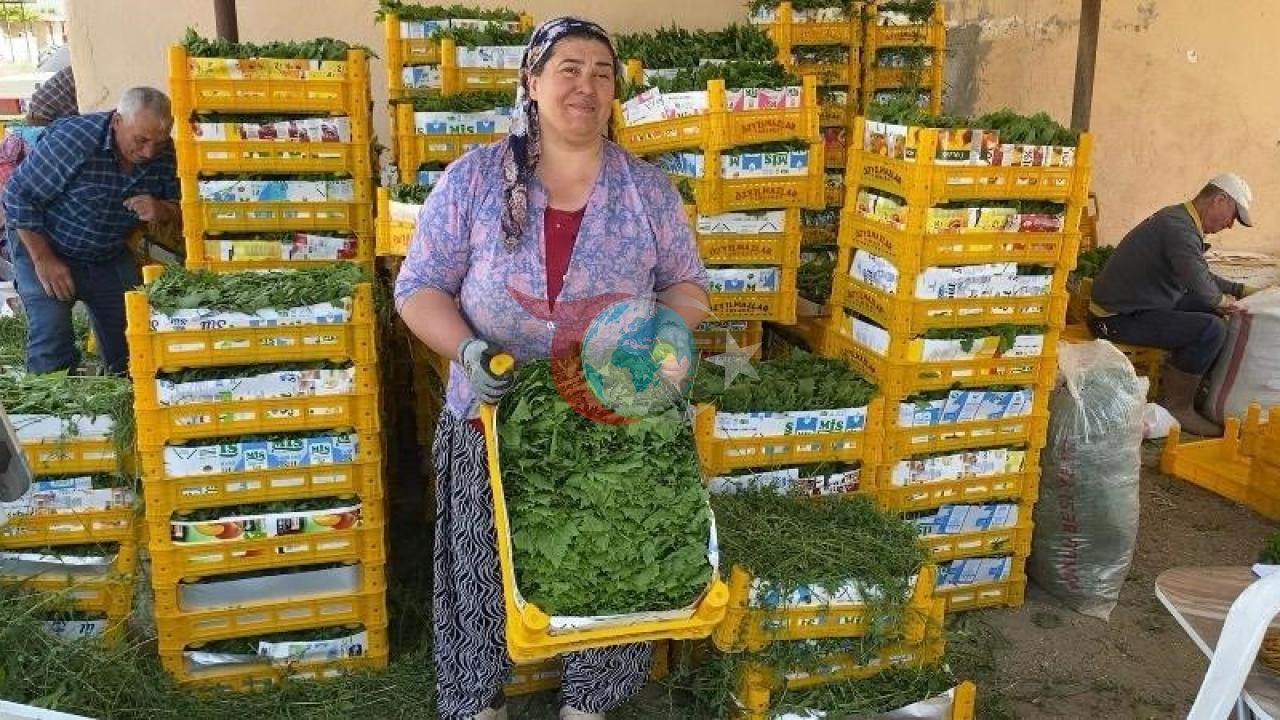Alaşehir'de Asma Yaprağı Hasadı Başladı: Yeşil Altın Ekonomiyi Canlandırıyor