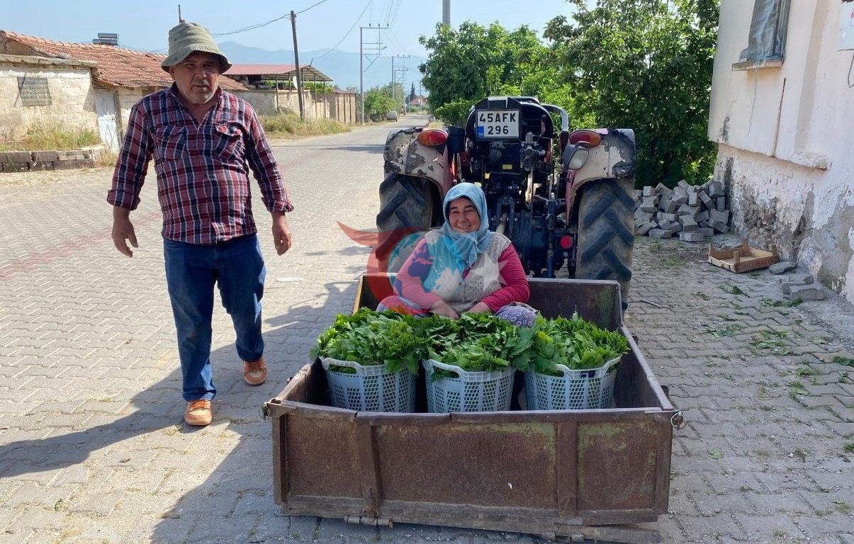 Həm meyvə, həm də pul yarpağı: 