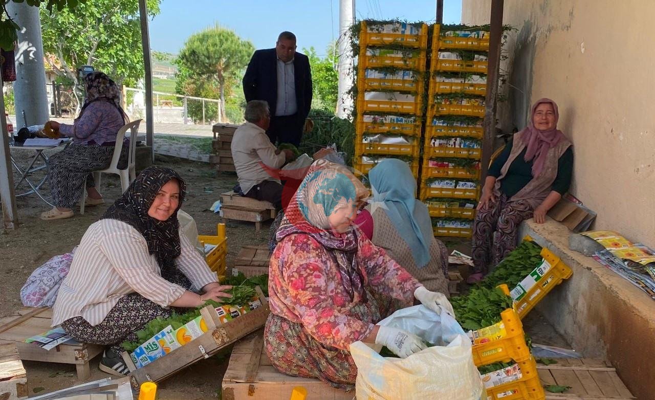 Həm meyvə, həm də pul yarpağı: 