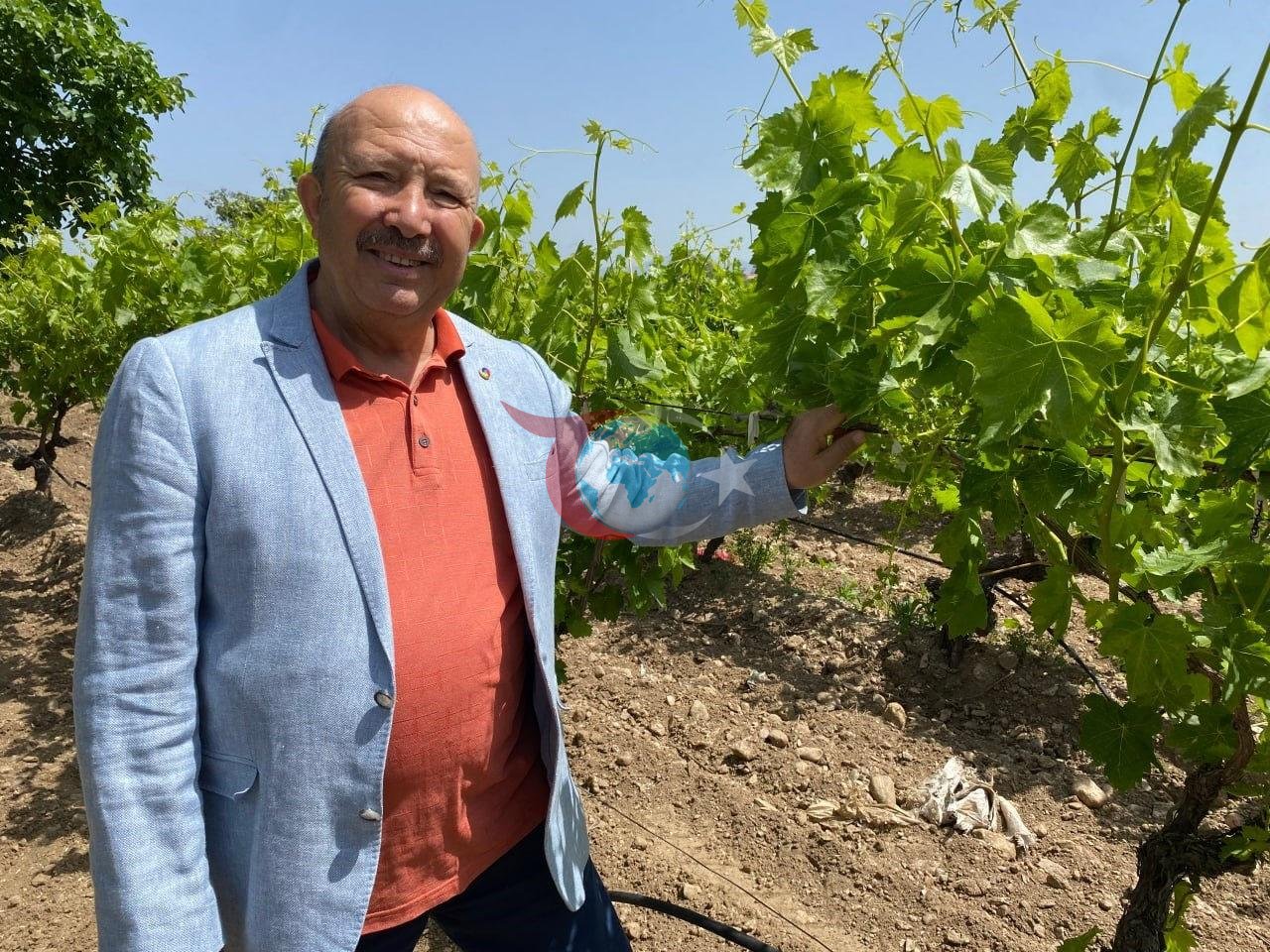 Həm meyvəsi, həm də pul yarpağı: 'Yaşıl qızıl' yığımı başladı!