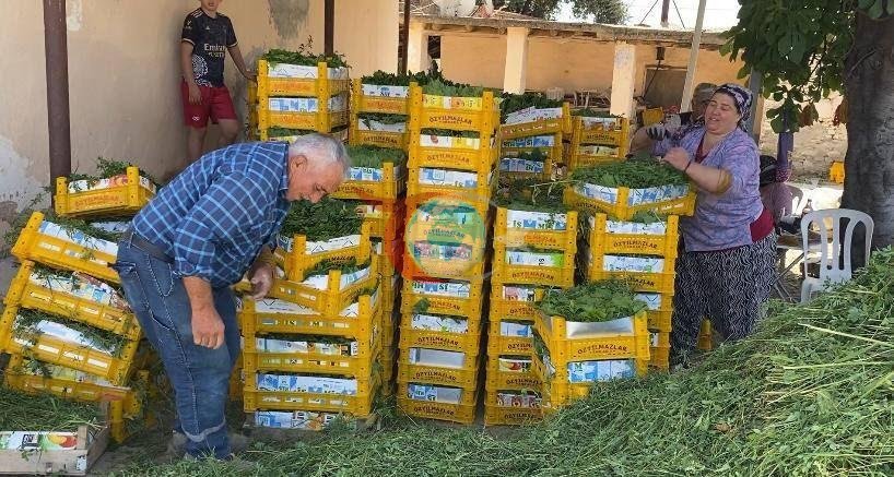 Meyvesi de para yaprağı da: 'Yeşil altın' hasadı başladı!