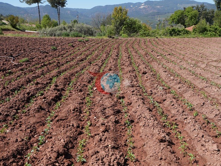 Kale Biberi fideleri toprakla buluştu