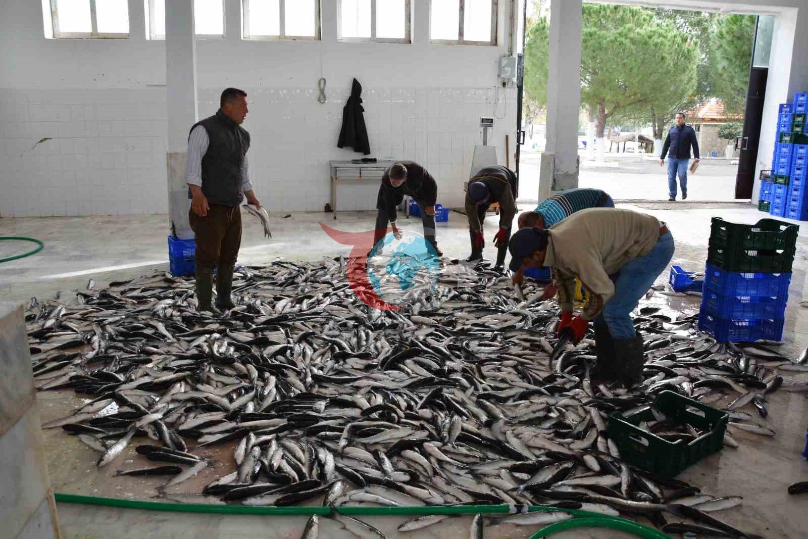 Muğla İhracatta Yükseliş Grafiğini Koruyor