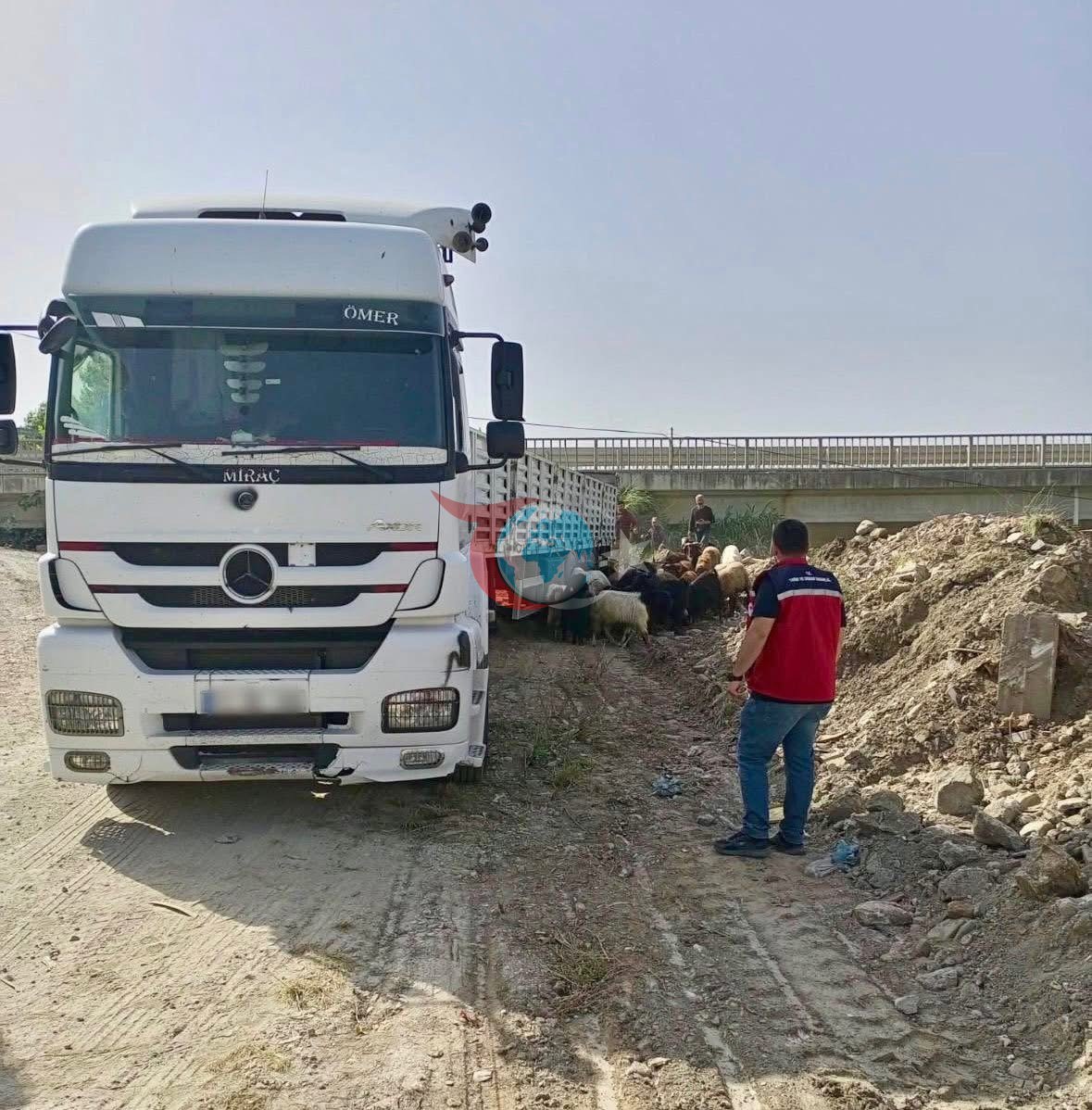 Hatay&rsquo;da Kurban Bayramı öncesi hayvan sevkiyatlarına sıkı denetim