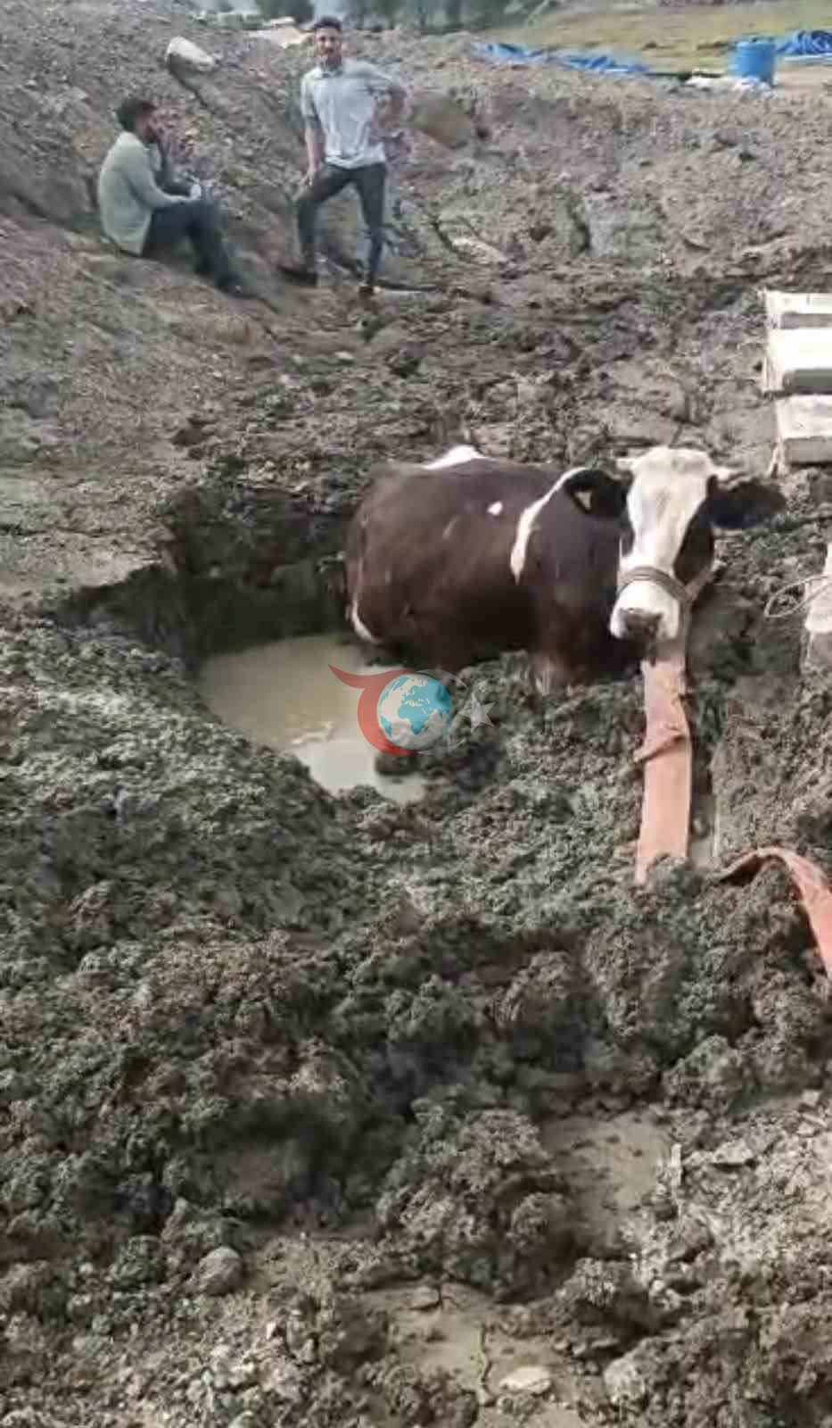 İnək bataqlıq maşını ilə işlənib