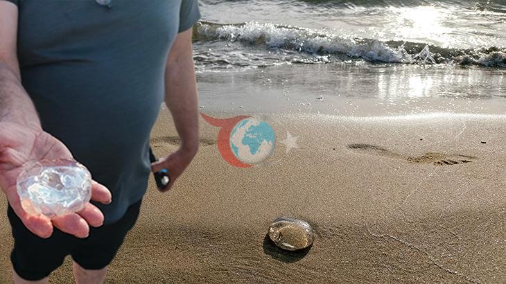 Kuşadası ve Selçuk Sahillerinde Denizanası İstilası