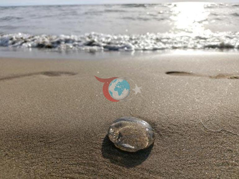 Kuşadası ve Selçuk arasında sıra dışı görüntü Nedeni ortaya çıktı