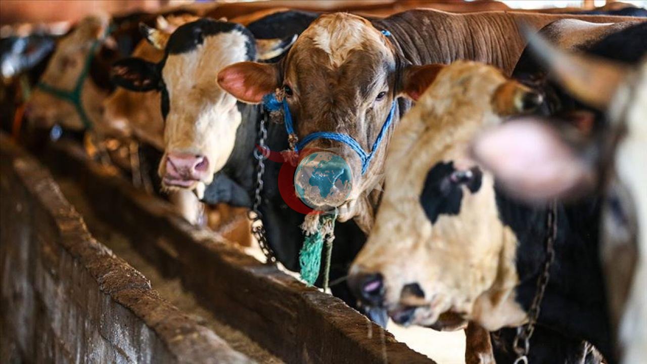 Kurban Bayramı Öncesi Et Kalitesini Artıracak Uzman Tavsiyeleri