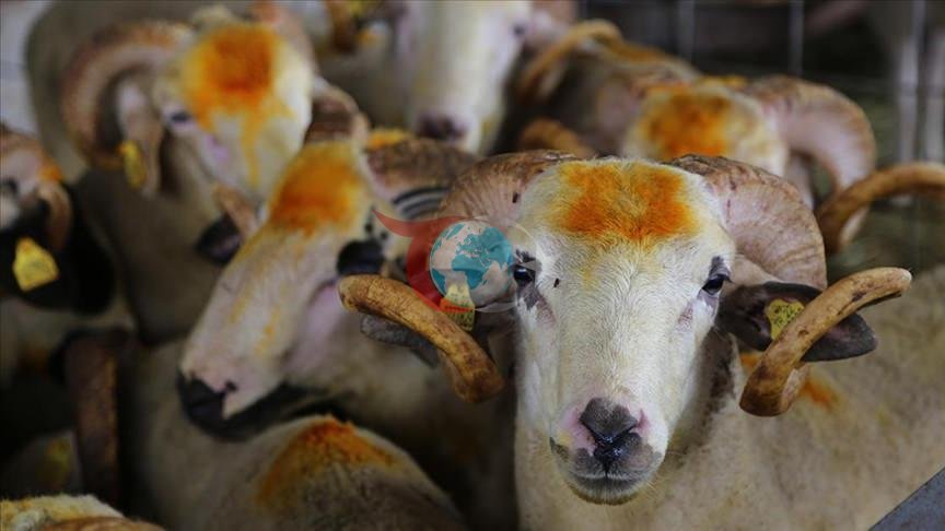 Mütəxəssislərdən qurbanlıq heyvan alacaq şəxslərə kritik xəbərdarlıq: Hətta ətin keyfiyyətinə də təsir edir