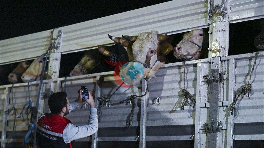Mütəxəssisdən qurbanlıq heyvan alacaqlara kritik xəbərdarlıq: Hətta ətin keyfiyyətinə də təsir edir