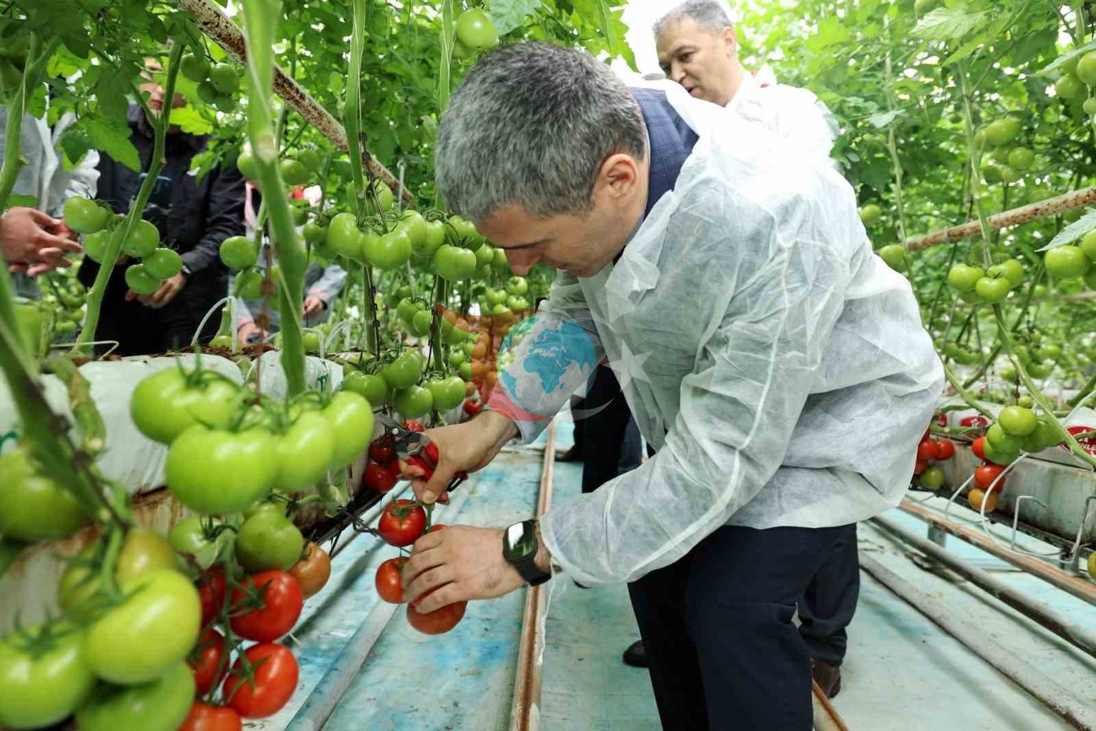 Qubernator Naci Aktaş Sandıklıda Pomidor Biçininə qatıldı