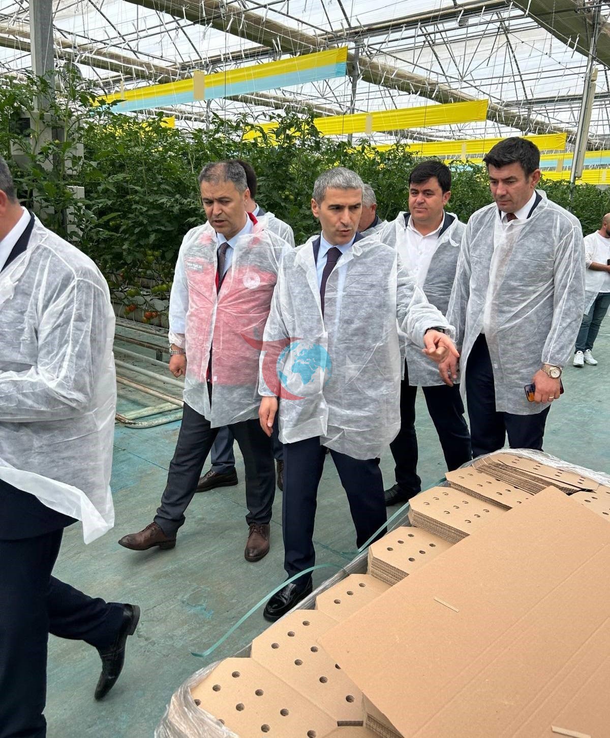 Vali Aktaş domates hasadı yaptı