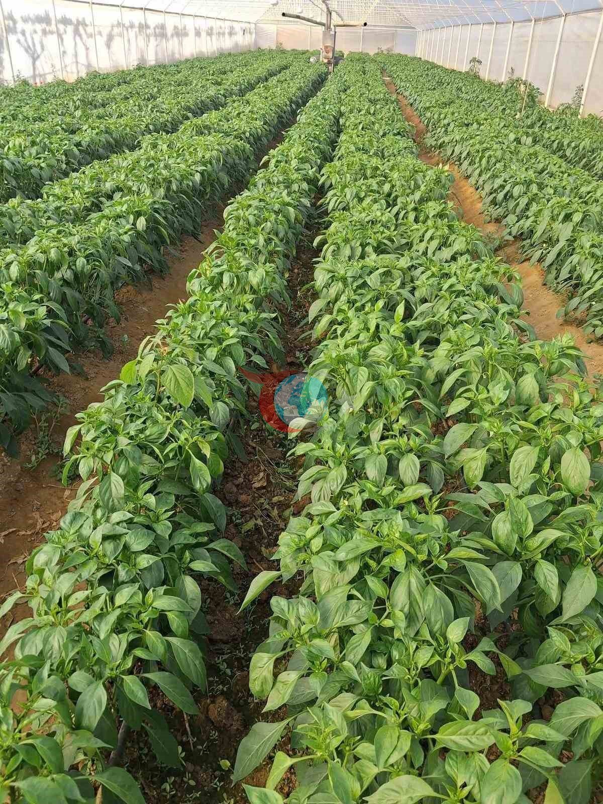 Ata Seed Emcelli Bibərinin kilosu 40 TL-yə satılır