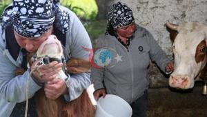 Gürcistan’dan Erzincan’a gelin geldi Türkçeyi öğrendi, hayvancılığa başladı