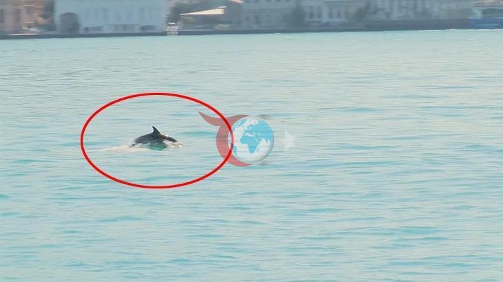 İstanbul Boğazı'nda Yunusların Büyüleyici Gösterisi
