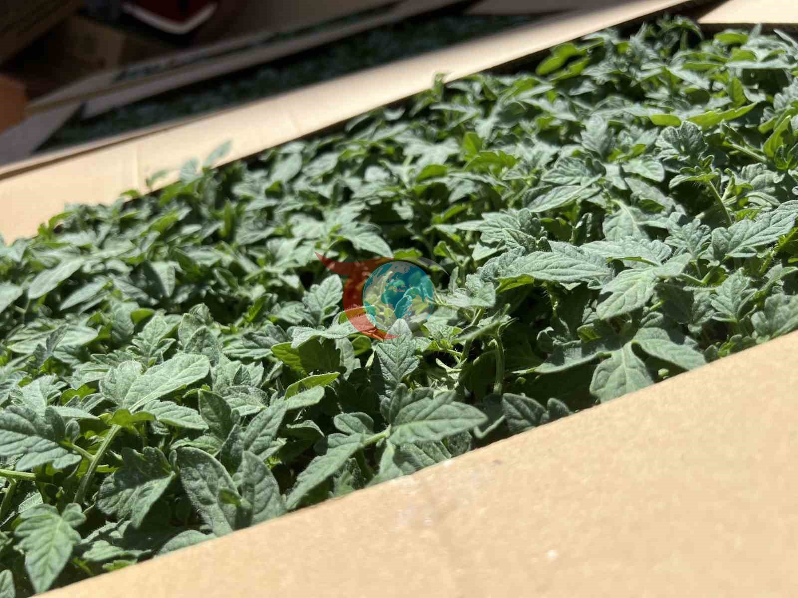 Ereğli'de Üreticilere Yüzde 75 Hibe Destekli Fide Dağıtımı