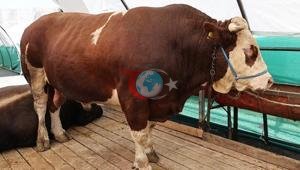 Qurban bazarının sevimlisi çempion oldu. Çəkisi düz 1 tondur, 150 kiloluq bazar qiyməti budur...