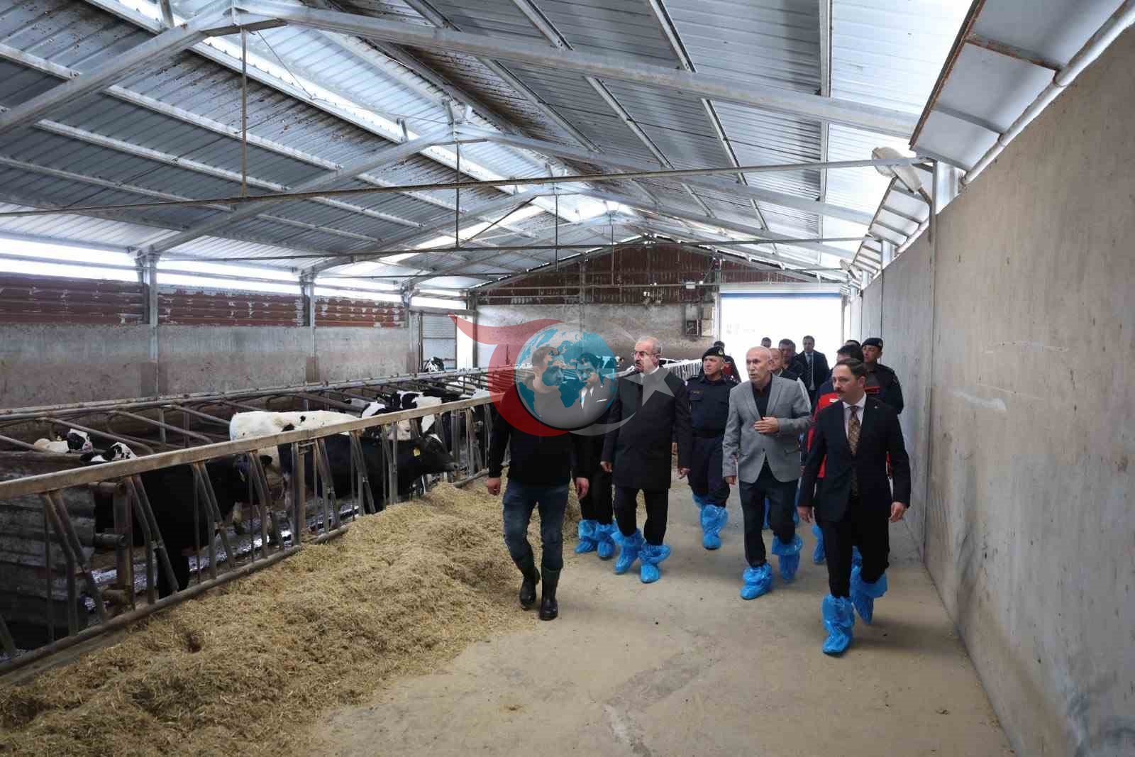 Kurban Bayramı öncesi hayvancılık işletmelerinde inceleme