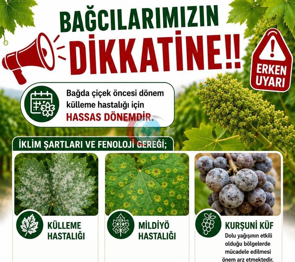 Üzüm Üreticilerine Kritik İlaçlama Uyarısı