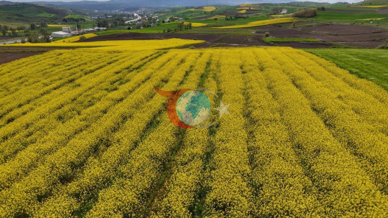 Samsun'da Kanola Üretimi Artıyor: Ekonomiye 350 Milyon TL Katkı