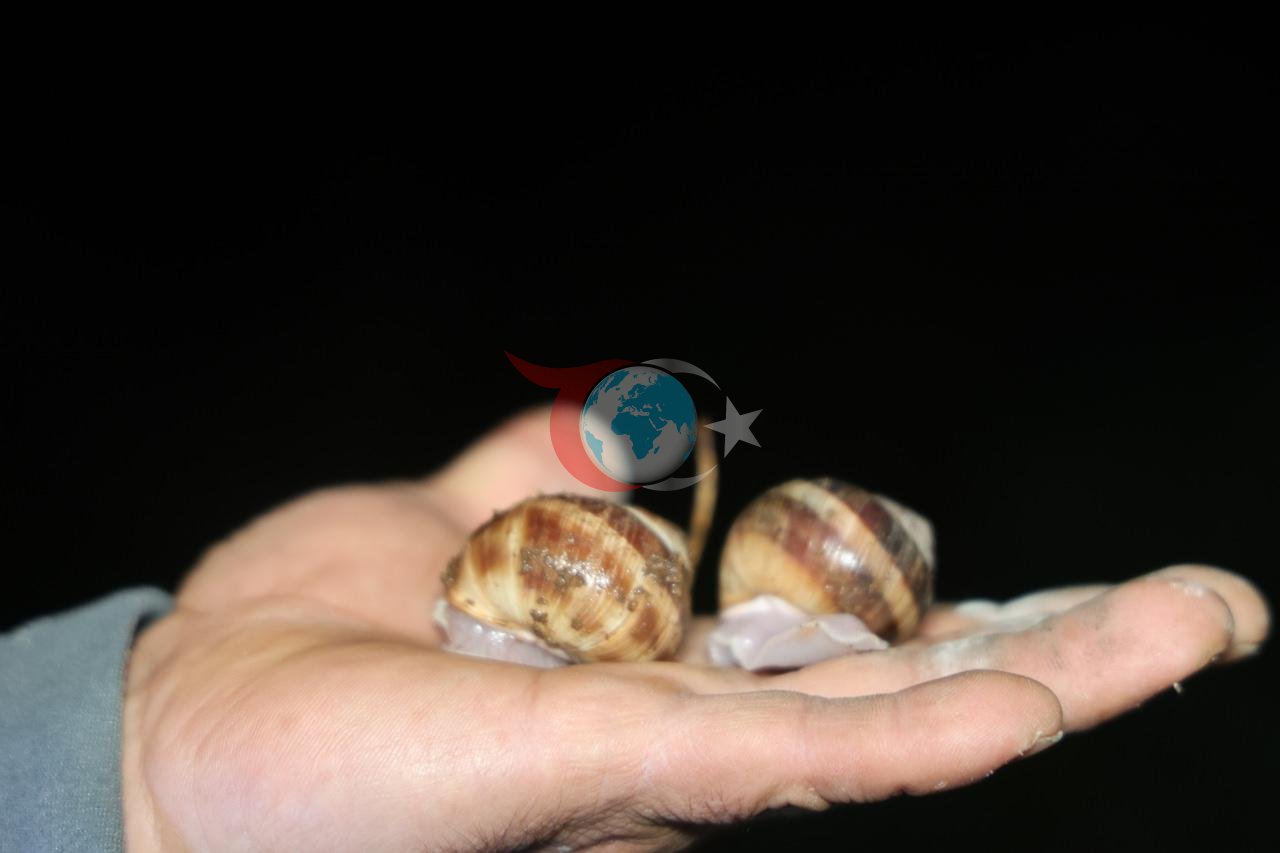 Gece yarısı fenerini alan dağa koşuyor! Toplaması izne tabi, kilogramı 35 lira...