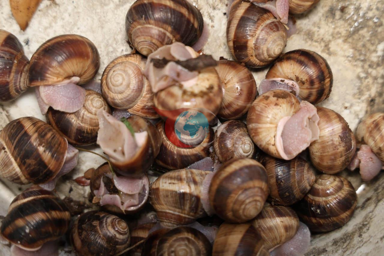 Gece yarısı fenerini alan dağa koşuyor! Toplaması izne tabi, kilogramı 35 lira...