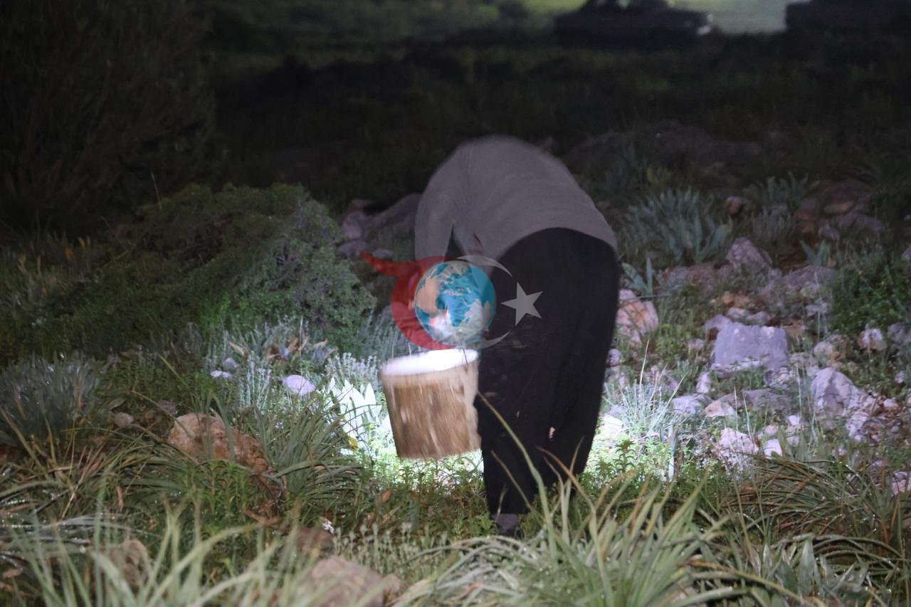 Gecə yarısı fənəri götürən dağa qaçar! Yığım icazəlidir, kiloqramı 35 lirə...